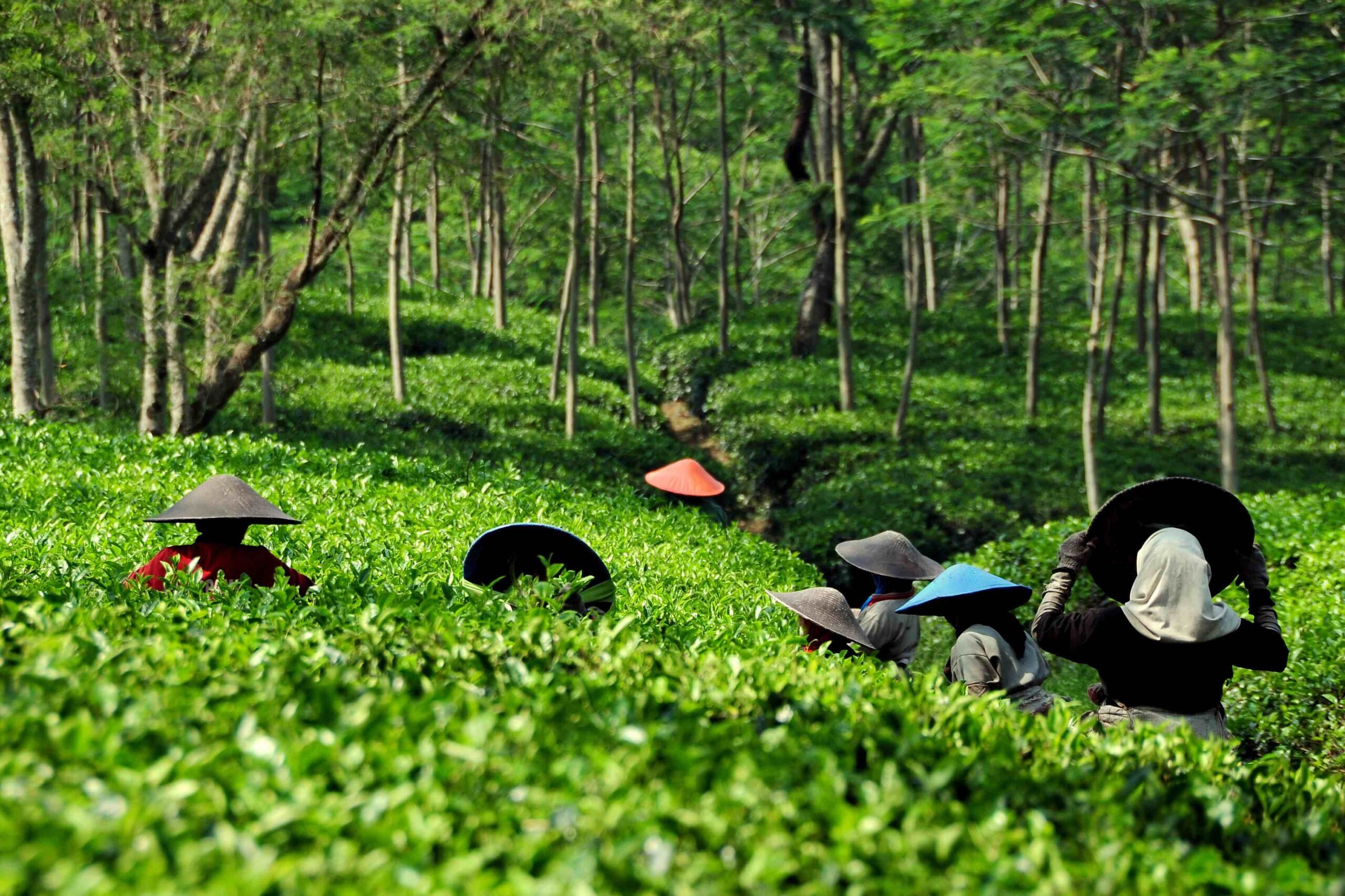 Empowering Tea Growing Communities in Indonesia 