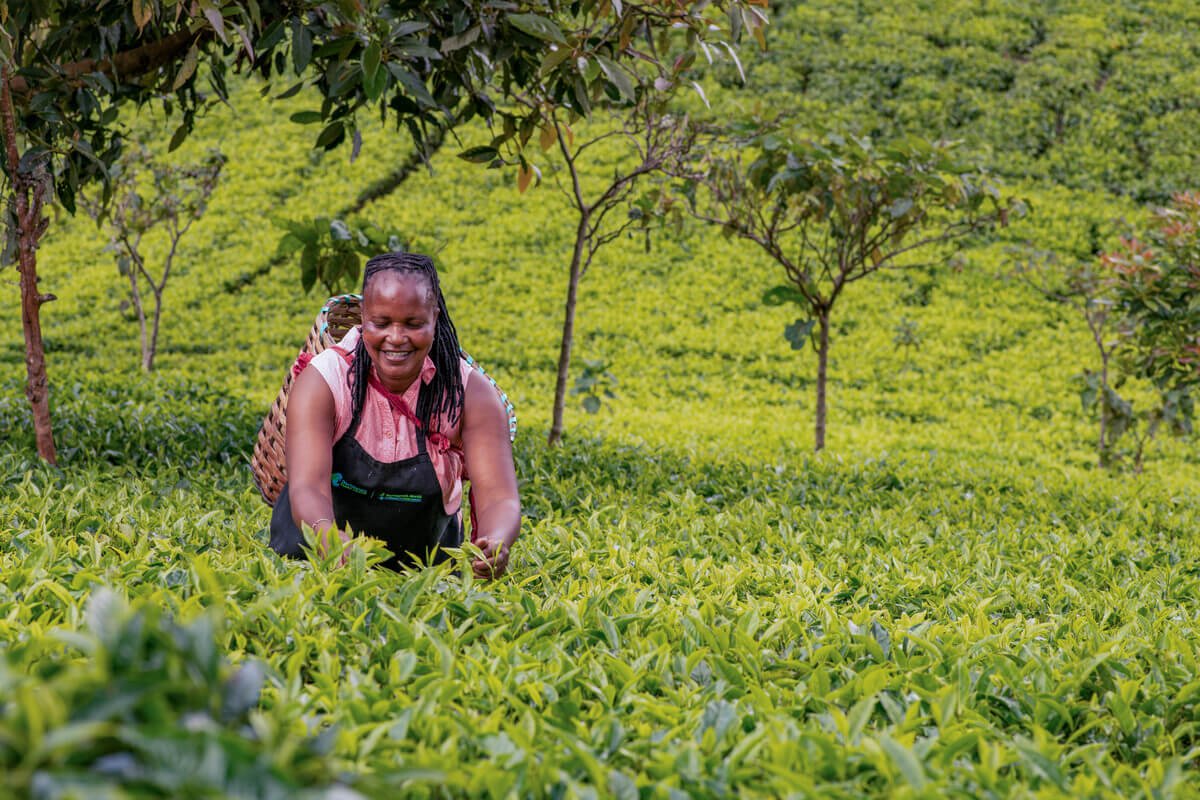Patricia, [name changed to protect her identity], 50, a small-scale farmer, plucks tea in Kenya.