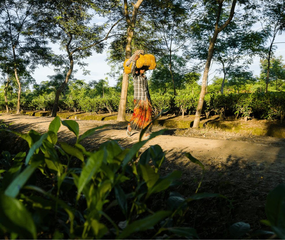 A tea plucker carries tea leaves to be weighed on Moran Tea Estate, Assam, India. Image: Copac Media/ETP